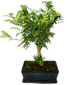 Caragona spinosa - čínský pepř 939 - bonsai