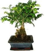 Caragona spinosa - čínský pepř 944 - bonsai