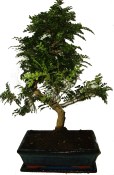 Caragona spinosa - čínský pepř bonsai 461