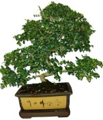 Carmona microphylla - čaj fuki 025 bonsai