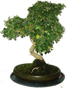 Carmona microphylla - čaj fuki 189 bonsai