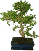 Carmona microphylla - čaj fuki 205 bonsai