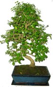 Carmona microphylla - čaj fuki 206 bonsai