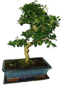 Carmona microphylla - čaj fuki 270 bonsai