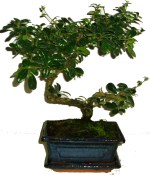 Carmona microphylla - čaj fuki 350 bonsai