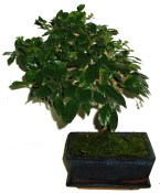 Carmona microphylla - čaj fuki 351 bonsai