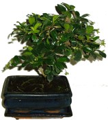 Carmona microphylla - čaj fuki 361 bonsai