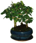 Carmona microphylla - čaj fuki 402 - bonsai stromořadí