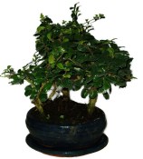 Carmona microphylla - čaj fuki 407 - bonsai stromořadí