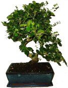 Carmona microphylla - čaj fuki 452 bonsai