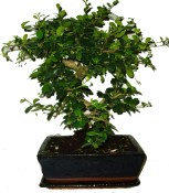 Carmona microphylla - čaj fuki 454 bonsai