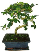 Carmona microphylla - čaj fuki 502 bonsai