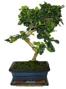 Carmona microphylla - čaj fuki 519 bonsai