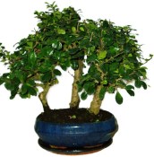 Carmona microphylla - čaj fuki 527 - bonsai stromořadí