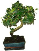 Carmona microphylla - čaj fuki 648 bonsai