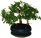 Carmona microphylla - čaj fuki 827 - bonsai stromořadí