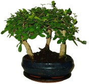 Carmona microphylla - čaj fuki 863 - bonsai stromořadí