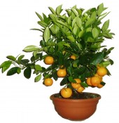 Citrus - bonsaj calamondin