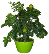 Citrus - rangpur fruit v bonsajové misce