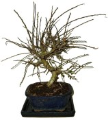 Cotoneaster franchetii - skalník 506 - venkovní bonsaje
