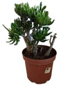 Crassula ovata tlustice XXL 15