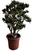 Crassula ovata tlustice XXL 11