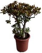 Crassula ovata tlustice XXL 12