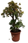 Crassula ovata tlustice XXL 13
