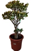 Crassula ovata tlustice XXL 14