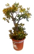 Crassula ovata tlustice XXL 8