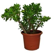 Crassula ovata tlustice XXL 4