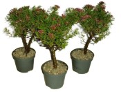 Crassula ovata tlustice XXL 10
