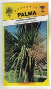 Dračinka australská – Cordyline australis