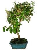 Elaengnus Pungens - Hlošina pichlavá 795