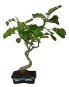 Ficus retusa - fíkovník - bonsai 750