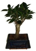 Ficus retusa - fíkovník - bonsai 096