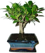 Ficus 199 - pokojové bonsaje