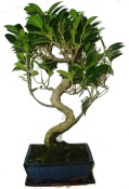 Ficus 202 - pokojové bonsaje