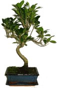 Ficus 433 - pokojové bonsaje