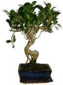 Ficus 437 - pokojové bonsaje