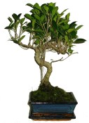Ficus 438 - pokojové bonsaje