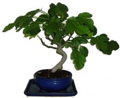 Ficus carica - fíkovník plodící fíky 710