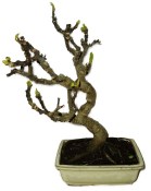 Ficus carica - fíkovník plodící fíky 822