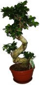 Ficus Ginseng 10
