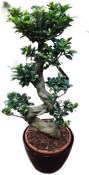 Ficus Ginseng 1
