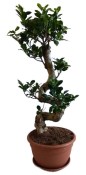 Ficus Ginseng 6