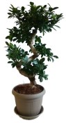 Ficus Ginseng 7