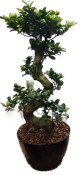 Ficus Ginseng 80 cm