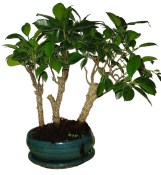 Ficus retusa 823 - pokojové bonsaje stromořadí