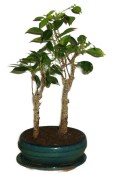Ficus retusa 823 - pokojové bonsaje stromořadí